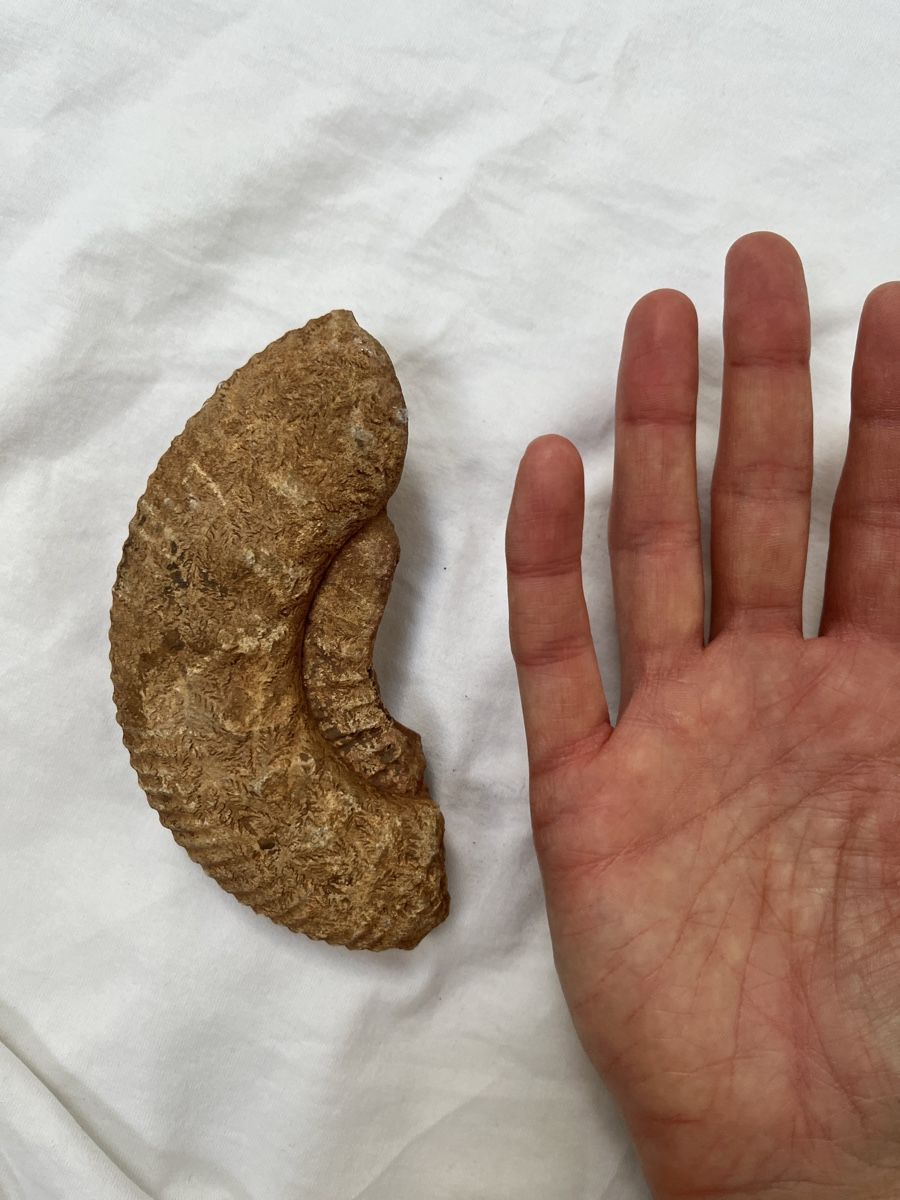 Fossilien: Ammonit Fossil – Gebraucht aus Gipf-Oberfrick von Sloth_1 1