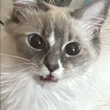 Profile image of sh32z