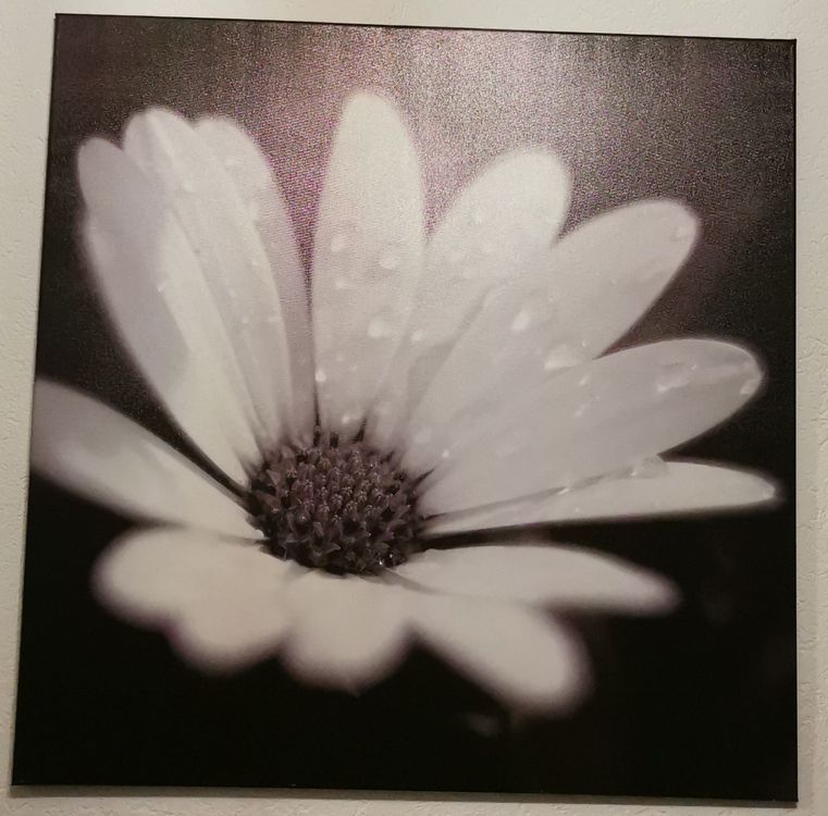 2 Gänseblümchen-Handtücher – 100% Baumwolle, Saugfähig, Bestickt, 36x74 Cm, Boho Deko Für Bad & Küche