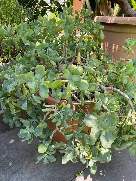 Plantes & graines: Geldbaum – D'occasion à Luzern par asia2001
