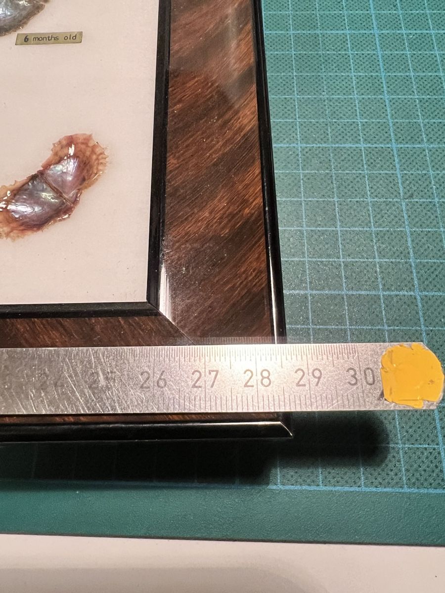 Poster & Bilder: Bild der Entwicklung der Perle – Gebraucht aus Sevelen von Ritiplampi 3
