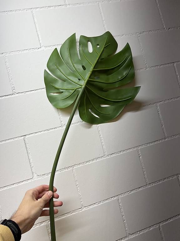 Piante & sementi: Monstera Blatt (Kunstblatt) – Usato da Sevelen venduto da ale_v29l 1