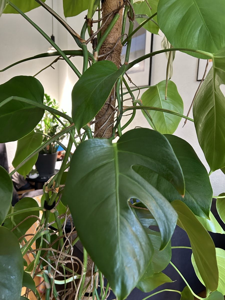 Plantes & graines: Monstera Deliciosa kleinblättrig  – D'occasion à Zürich par fabuulois 4