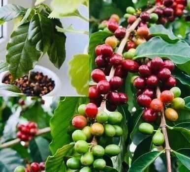 Piante & sementi: 5 SAMEN GRAINES SEMI Kaffee Pflanze – Nuovo e nell'imballaggio originale da Rovio venduto da POSITIFFARTandPLANTS 6
