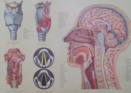 Kopf und Kehle – Anatomisches Schulwandbild, 1955