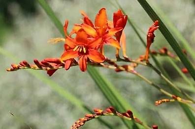 Plantes & graines: Blumenzwiebeln – Neuf avec emballage d'origine à St. Gallen par mue_2nxv