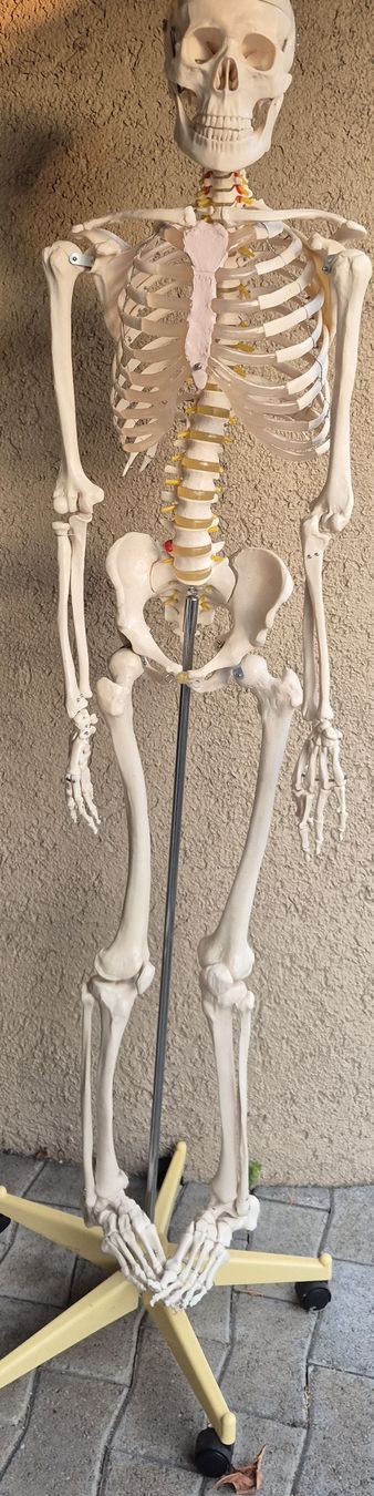 Kit di modellismo & Modellini statici: Skelettmodell Anatomie menschlich mit Ständer – Usato da Bischofszell venduto da Ionspeaker