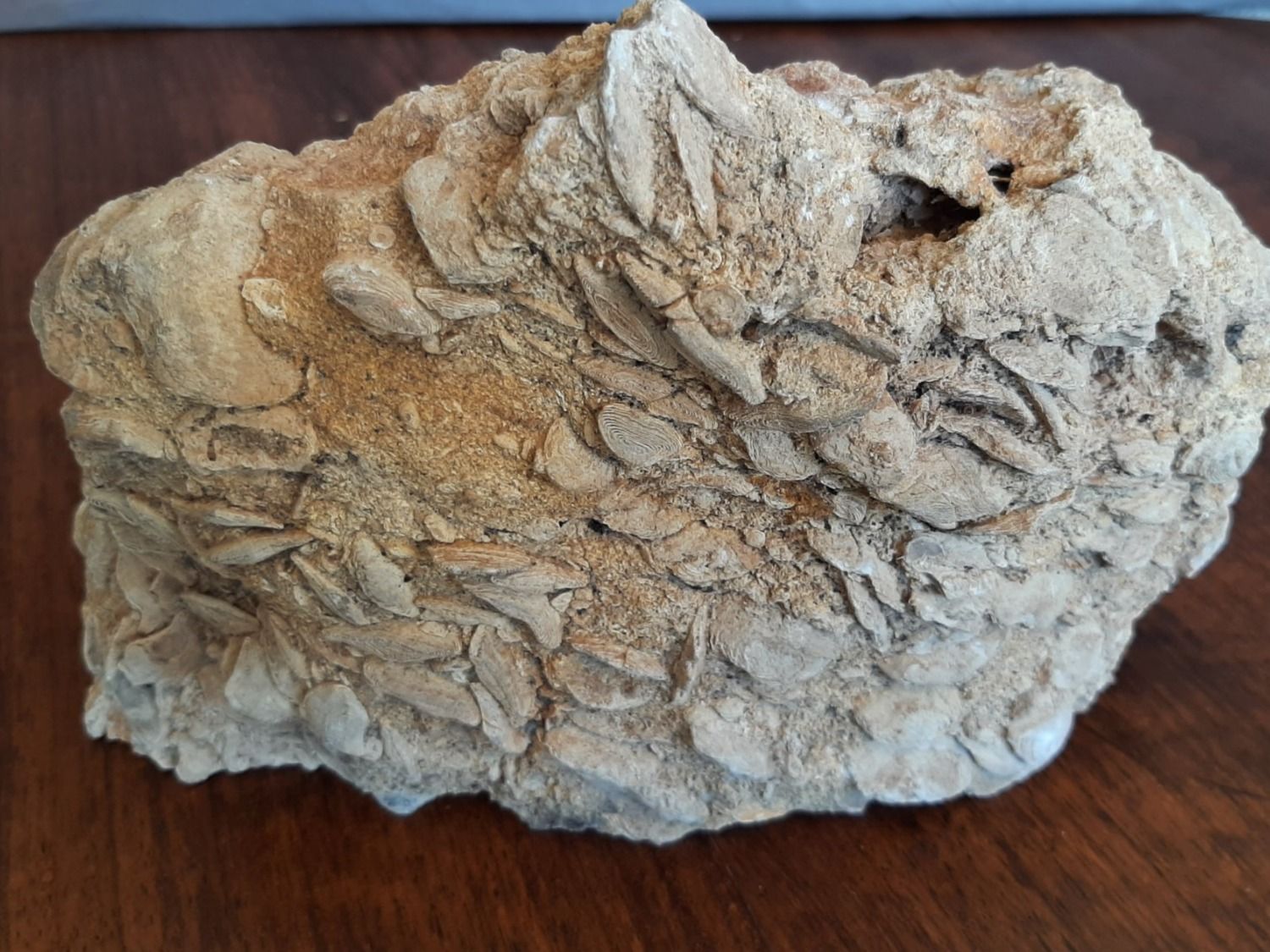 Fossili: Einzeller Fossil – Usato da Rickenbach BL venduto da Oktober68 2