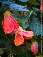Abutilon Megapotamicum Tangerine - Schönmalve - 70x40cm