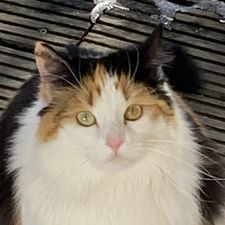 Profile image of acibub
