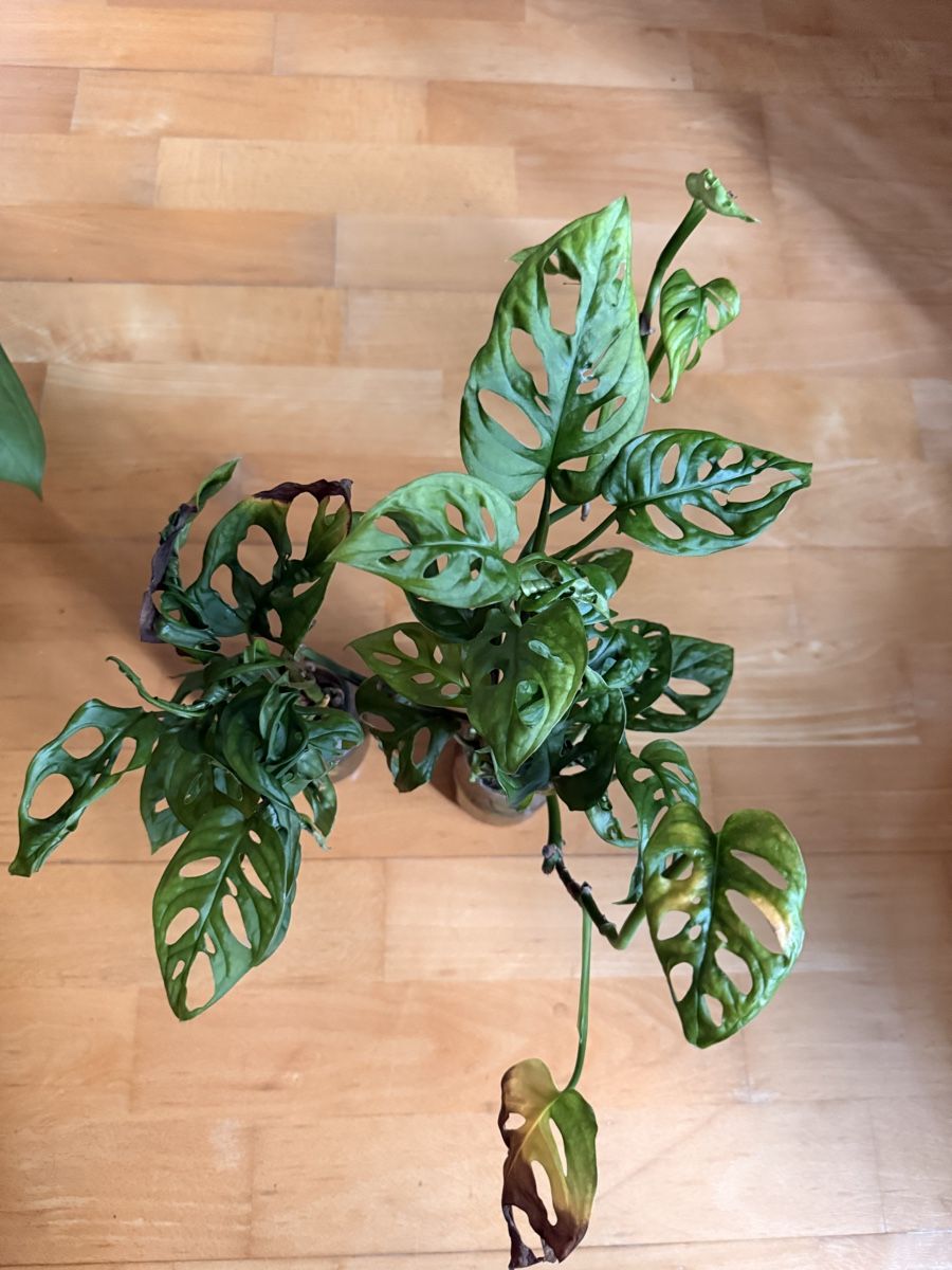 Pflanzen & Samen: Monstera Adansonii (monkey leaf) – Gebraucht aus Rafz von jca_98p5
