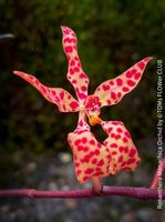 Renanthera Monachica Orchidee mit zauberhaften Blüten