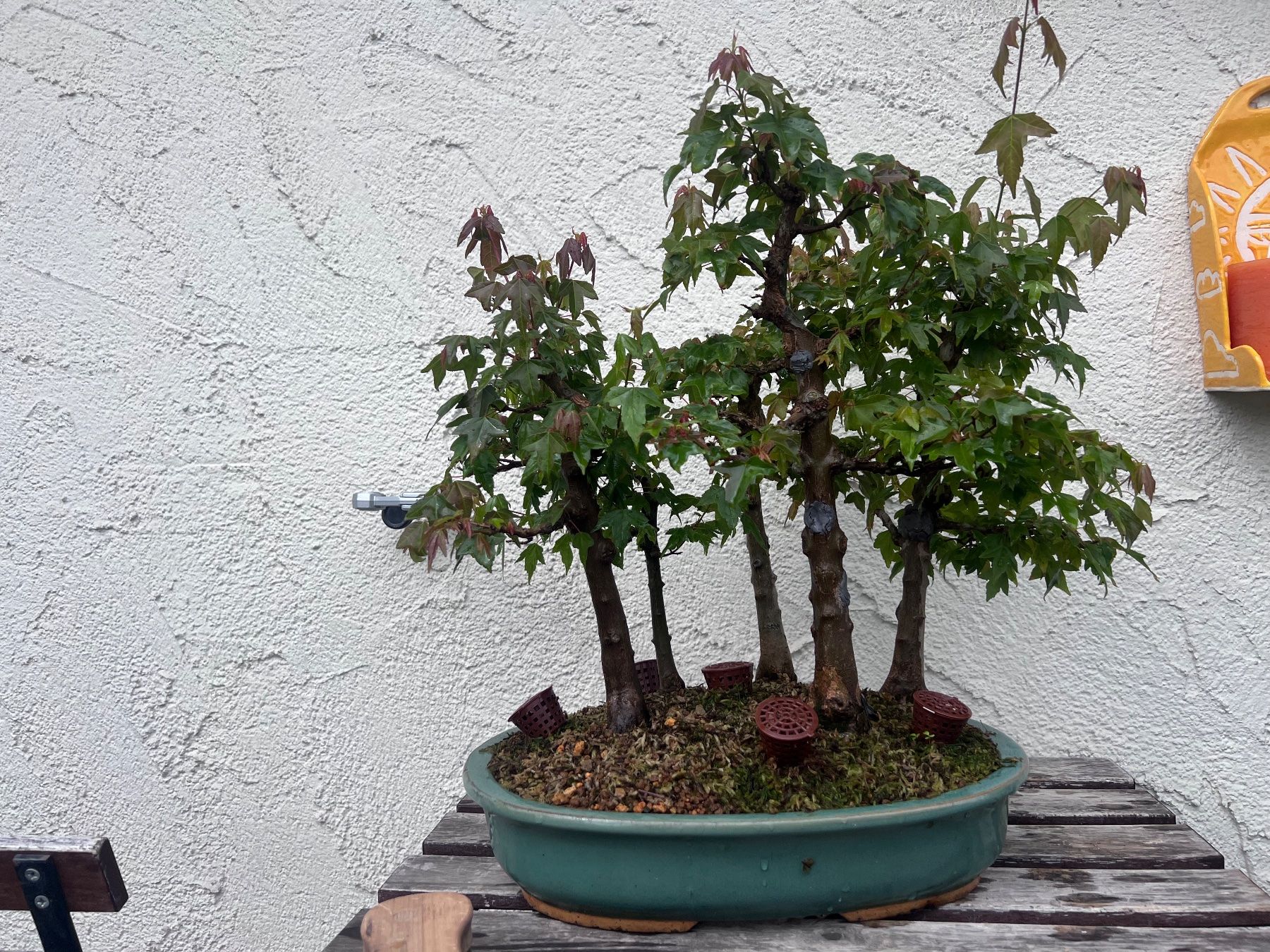 Piante & sementi: Acer Buergerianum / Trident Maple Bonsai Forest – Usato da Genève venduto da dan_tt69 3