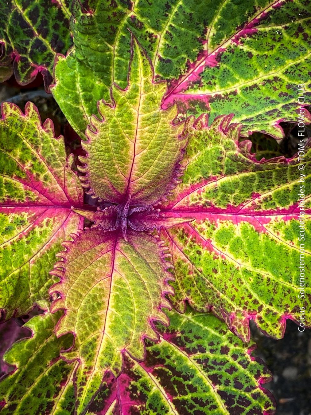 Pflanzen & Samen: Buntnessel - Coleus - rund 60cm Stämmchen – Neu und originalverpackt aus Adliswil von astom369