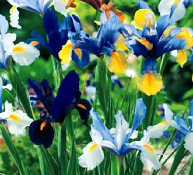 10 zwiebeln Holländische Iris Mischung IRIS HOLLANDICA 🌺 1 Kaufen auf