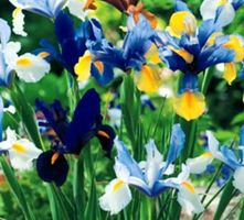 10 zwiebeln Holländische Iris Mischung IRIS HOLLANDICA  🌺 1