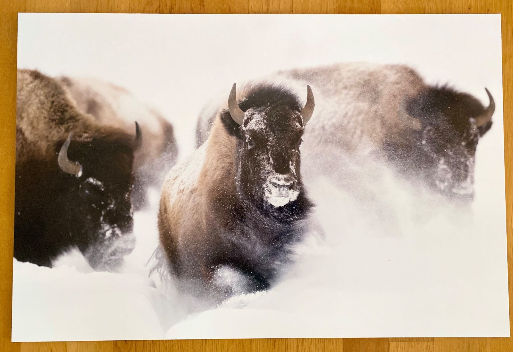 Foto & Immagini: Bisons im Schnee auf Alu-Dibond – Usato da St. Gallen venduto da sus_lwc2