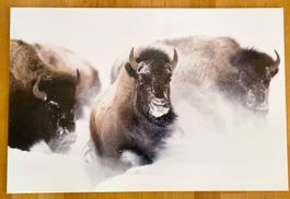 Bisons im Schnee auf Alu-Dibond