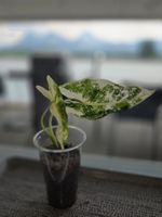 ** L'Alocasia Frydek Albo **