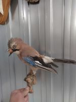 Eichelhäher - Präparat / Vogelpräparat auf Wurzelstück