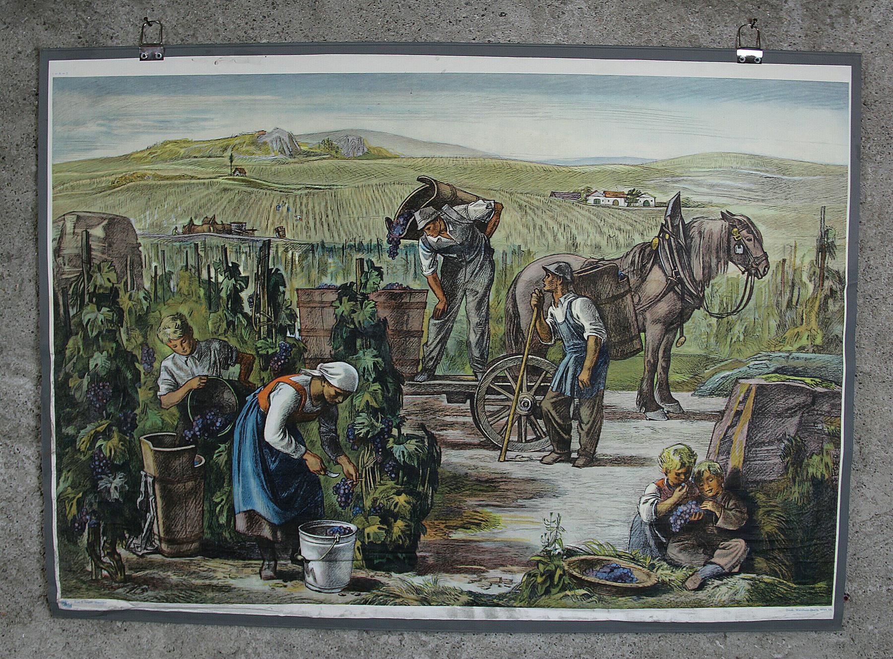 Foto & Immagini: Schulwandbild "Weinlese" – Usato da Birrwil venduto da brandschatz_birrwil 1