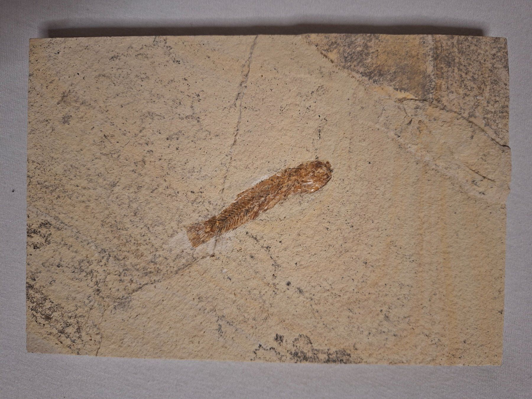 Fossilien: Fischfossil aus Sizilien, auf einer Steinplatte. – Neu (gemäss Beschreibung) aus Berikon von ric_kz59 3
