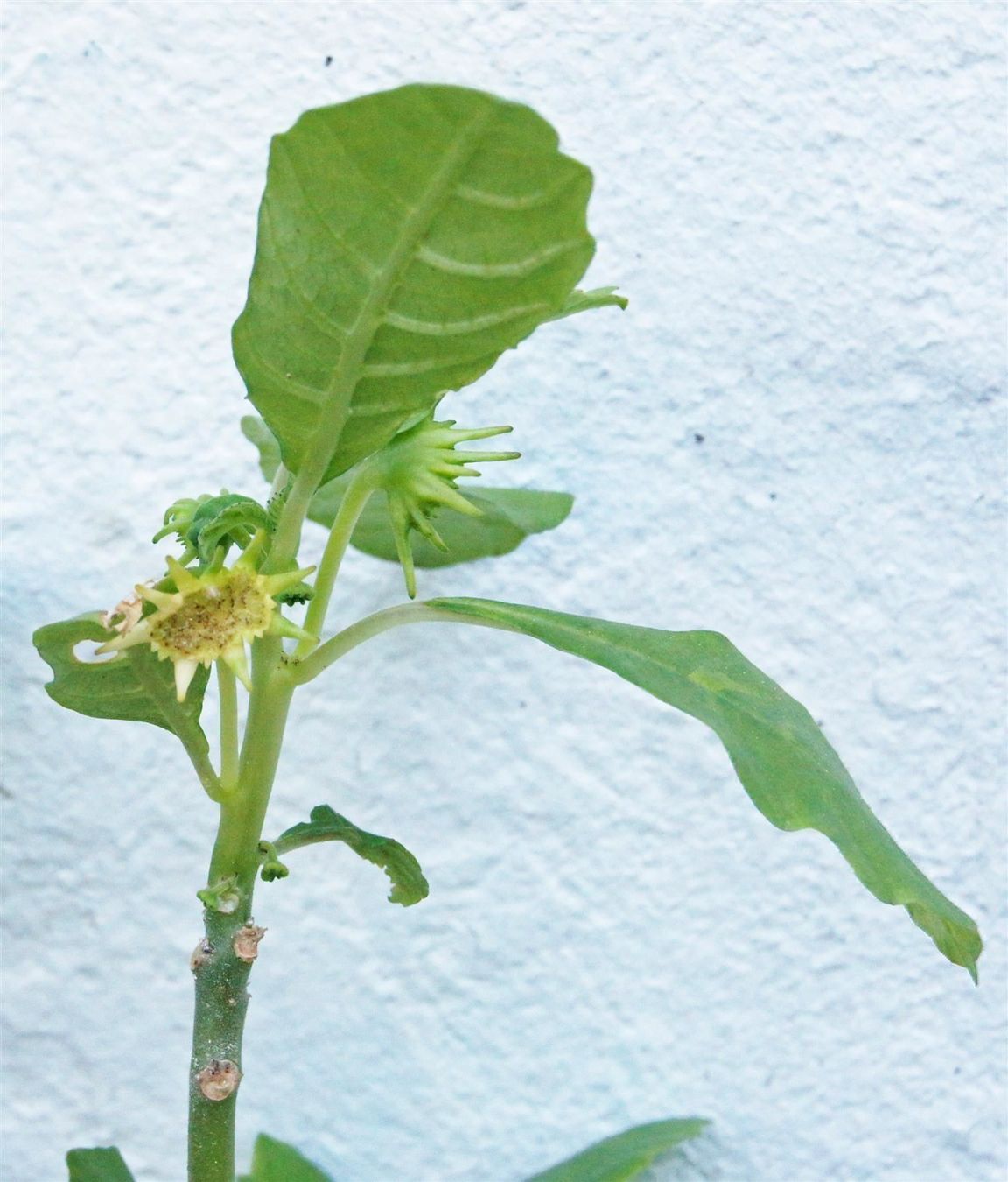 Piante & sementi: Sonnenpflanze Dorstenia carnulosa – Nuovo (secondo la descrizione) da Geroldswil venduto da botanicals 1