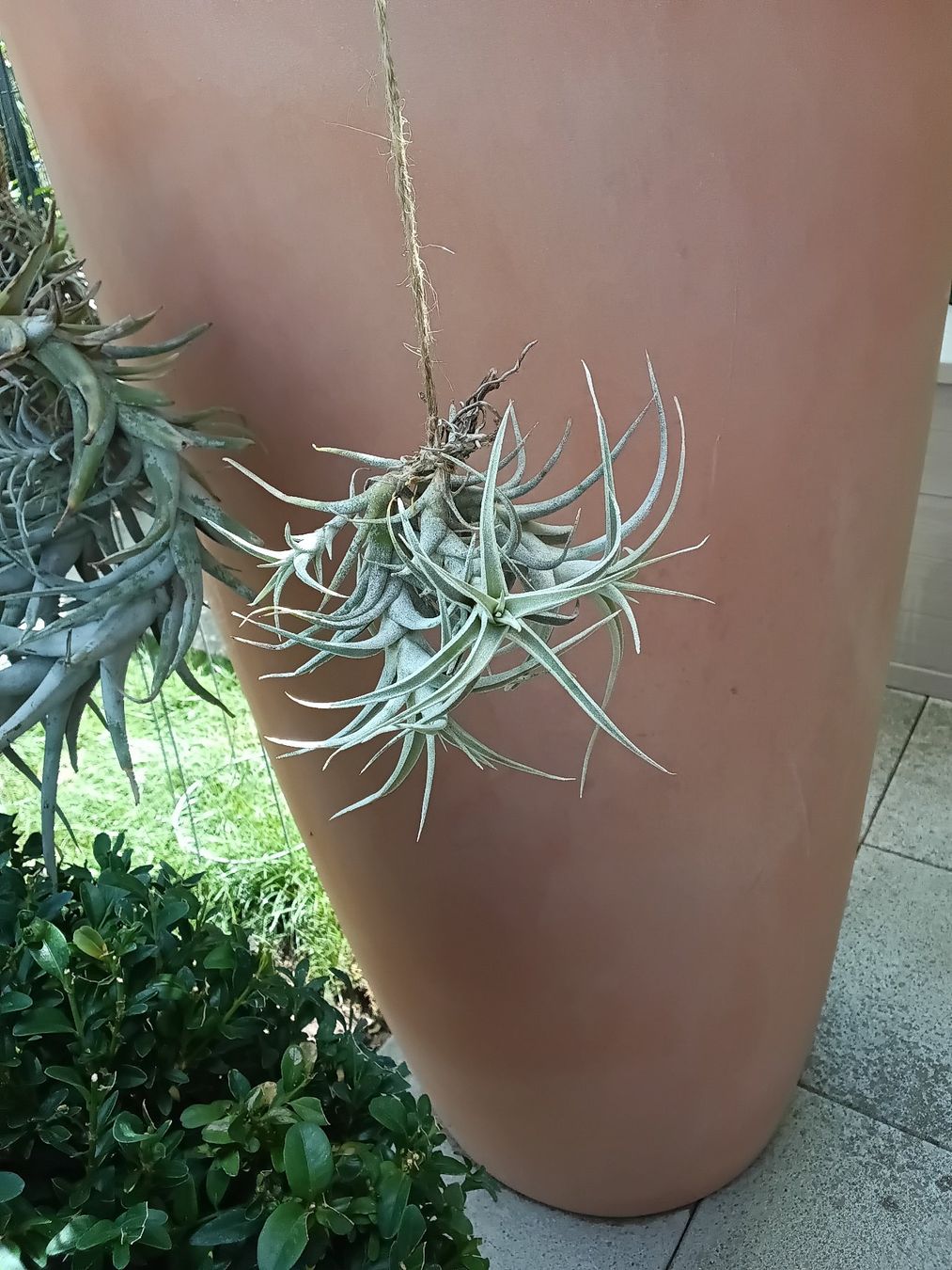 Pflanzen & Samen: 1 Nestchen Tillandsia albida – Gebraucht aus Erlach von Tobago25 2
