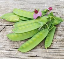 Zuckererbse mit violetten Blüten / 10 Samen