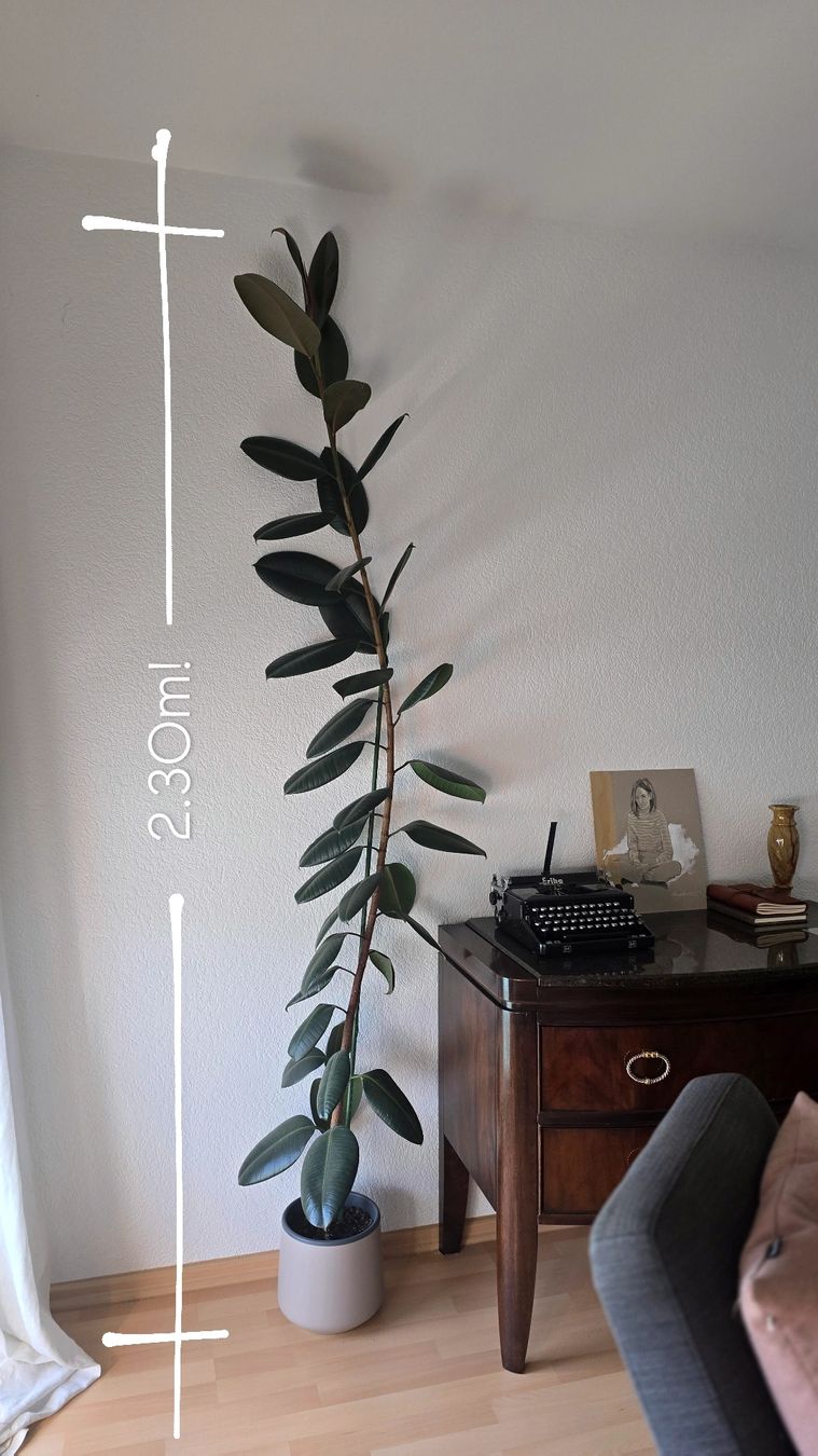 Piante & sementi: Ficus Gummibaum Zimmerpflanze – Usato da Leissigen venduto da No-Da