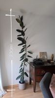 Ficus Gummibaum Zimmerpflanze