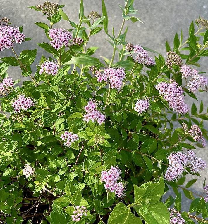 Plantes & graines: Japanischer Spierstrauch  – D'occasion à Frauenfeld par Irene.Schuppli 2