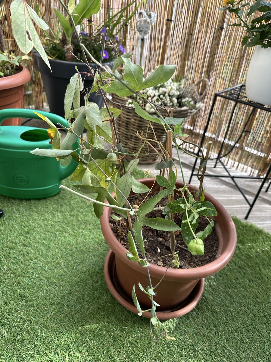 Pflanzen & Samen: Passiflora Topf kräftig  – Gebraucht aus Bern von Ruhrallee 1