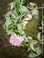 Hoya Compacta Hindu Rope Albo Variegata - STECKLING