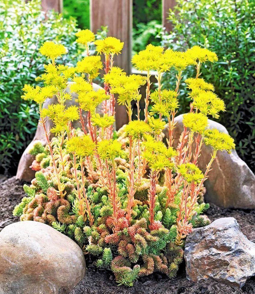 Pflanzen & Samen: korallen sedum - RARITàT – Neu (gemäss Beschreibung) aus Ibach von chaemilochhobbygarte 3