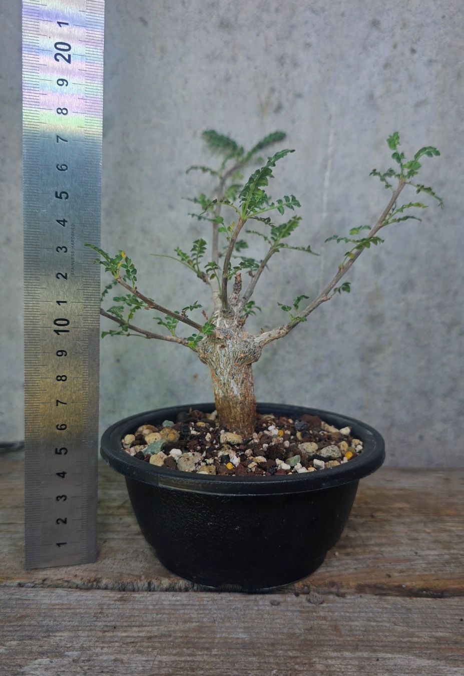 Piante & sementi: **Rarität** Boswellia neglecta – Nuovo (secondo la descrizione) da St.Erhard venduto da Plumilandschweiz 3