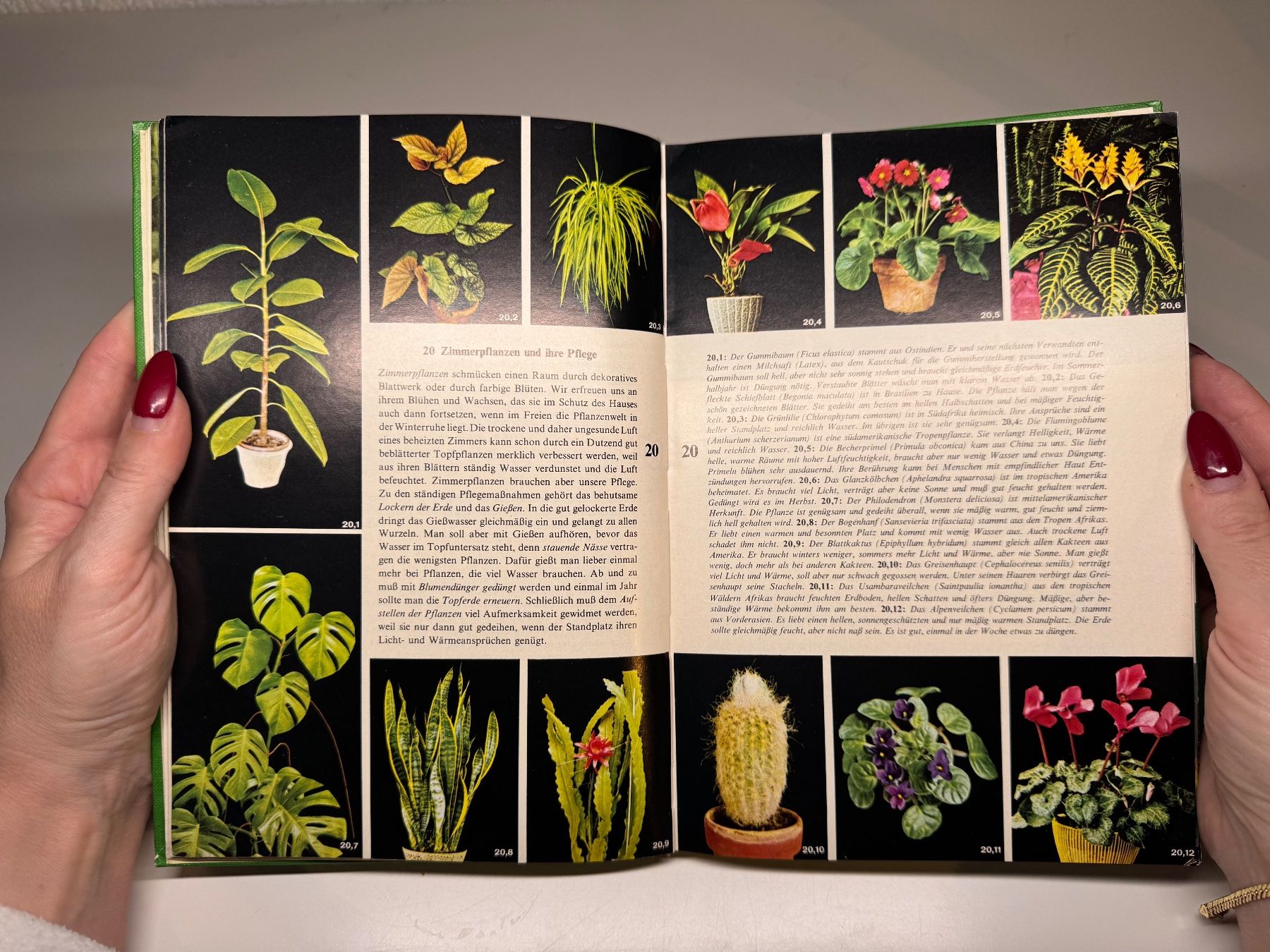 Libri: BUCH: Die Pflanze Sammelband – Usato da Grosswangen venduto da Second_hand_paradise 5