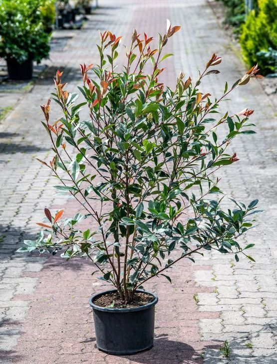 Piante & sementi: Photinia fraseri x "Devils Dream" (80cm) – Nuovo e nell'imballaggio originale da Sursee venduto da pflugshaupt01