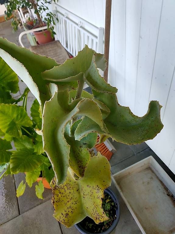 Kalanchoe beharensis Sukkulente Elefantenohr-Kalanchoe (Gebraucht) in  Hochdorf fr CHF 30  nur Abholung auf Ricardo kaufen