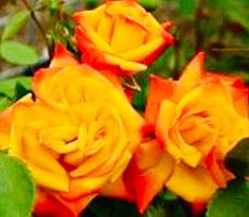 Rose Polyantha "TRANDAFIR" XL FLAMME  50cm im Topf