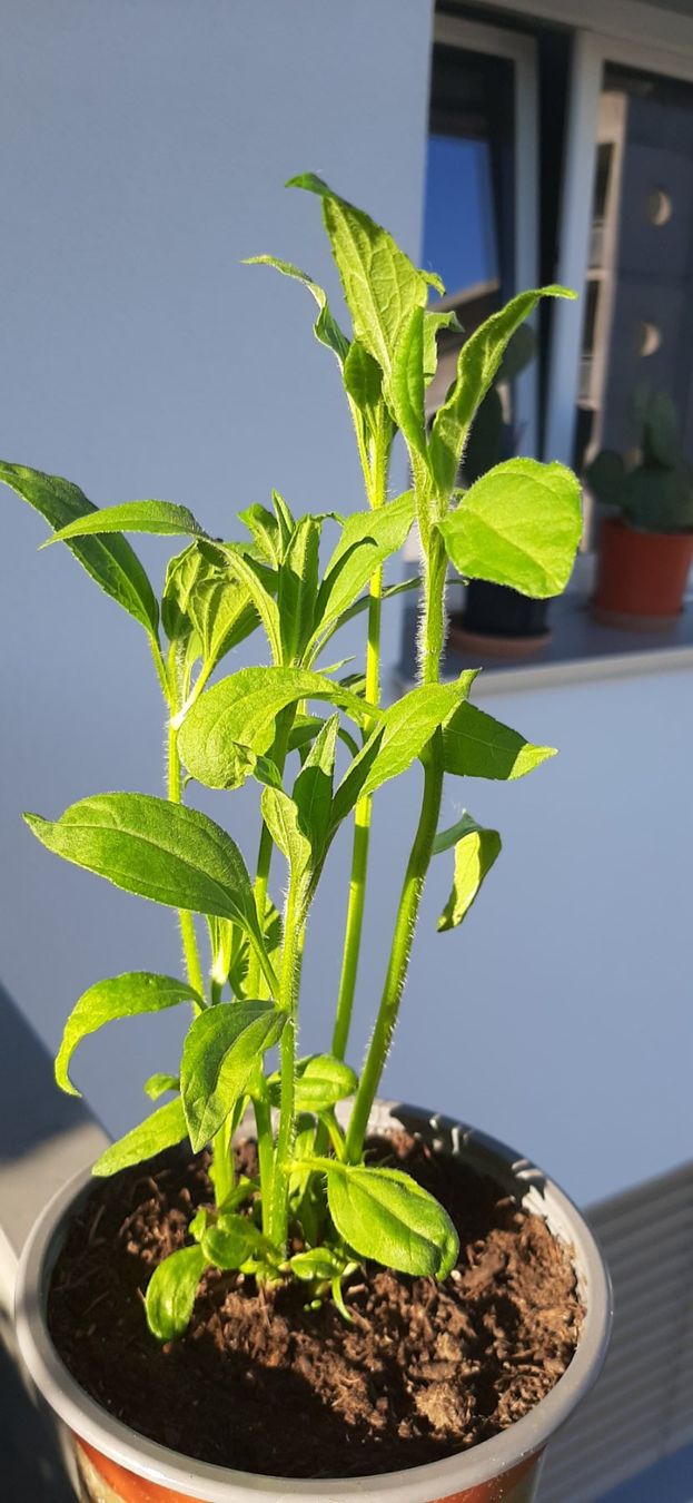 Plantes & graines: Mehrtriebige Topinambur, essbare Knollensonnenblume – Neuf avec emballage d'origine à Kreuzlingen par Vwpassat6