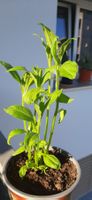 Mehrtriebige Topinambur, essbare Knollensonnenblume