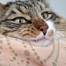 Profile image of Vipa