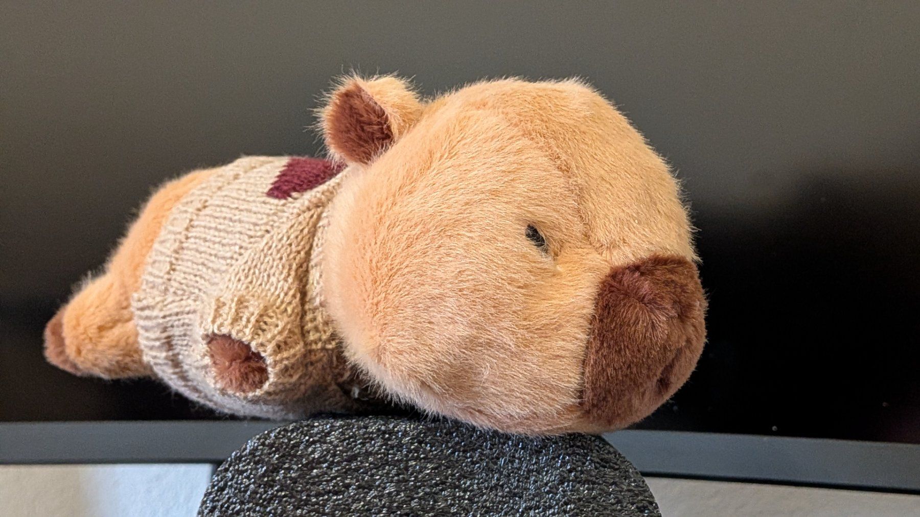 Giocattoli: Capybara Plüschtier mit Pullover  ++ neu und unbenutzt ++ – Nuovo e nell'imballaggio originale da Salez venduto da EMERCARO 4
