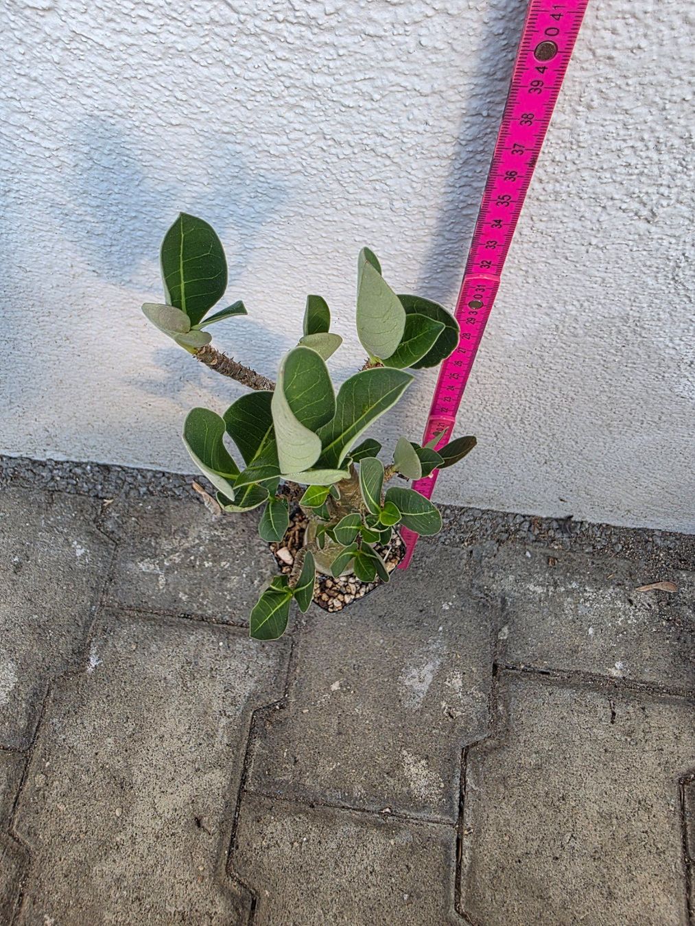 Piante & sementi: Adenium arabicum "MKMK" / Wüstenrose – Nuovo (secondo la descrizione) da Thalheim venduto da silvara01 6