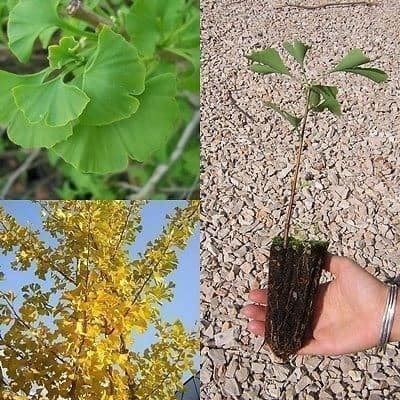 Piante & sementi: Ginkgo Biloba  20cm – Nuovo (secondo la descrizione) da Bremblens venduto da FIBONACCI369 5