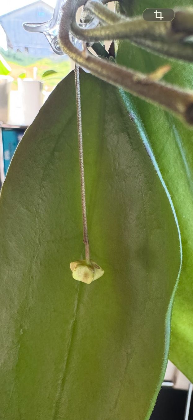 Pflanzen & Samen: Hoya sangguensis Borneo mit Blüte – Neu (gemäss Beschreibung) aus Bühler von googelibear 4