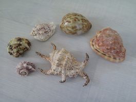 6 verschiedene Muscheln alle zusammen ca. 304 gr.