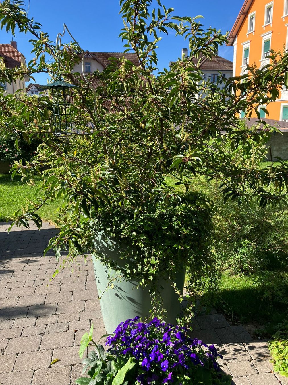 Piante & sementi: Lorbeerbäumchen (Laurisilva) – Usato da Steinach venduto da Cormano