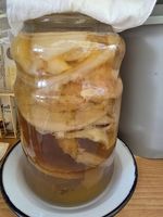 Scooby Kombucha Teepilz